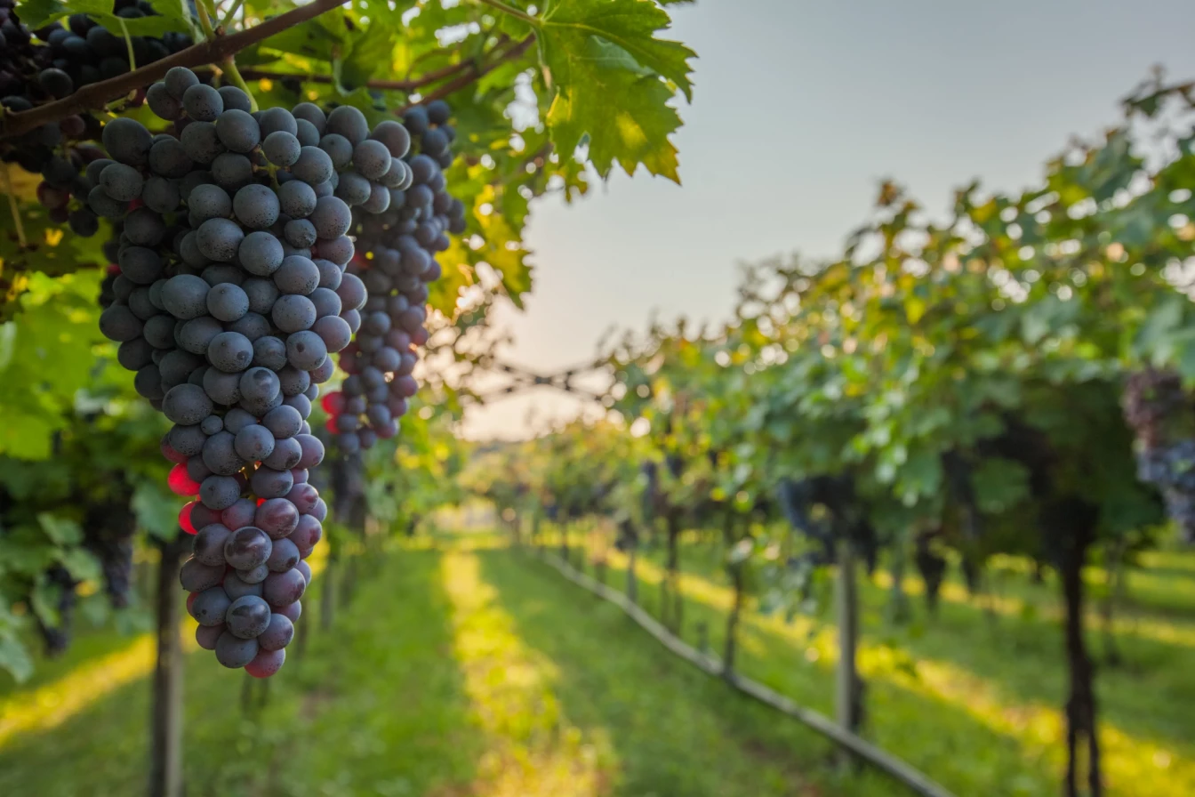 «РБК Вино»: проект для потребителей, ценителей и инвесторов